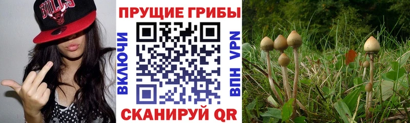 Псилоцибиновые грибы прущие грибы  Тейково 